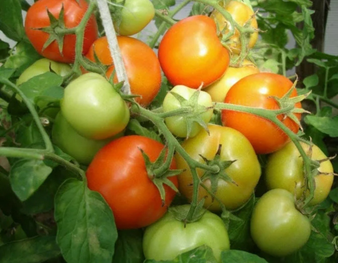 Томат Санька