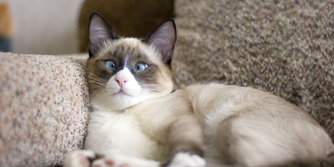 Косоглазие у кошек: очаровательная особенность или повод для тревоги?