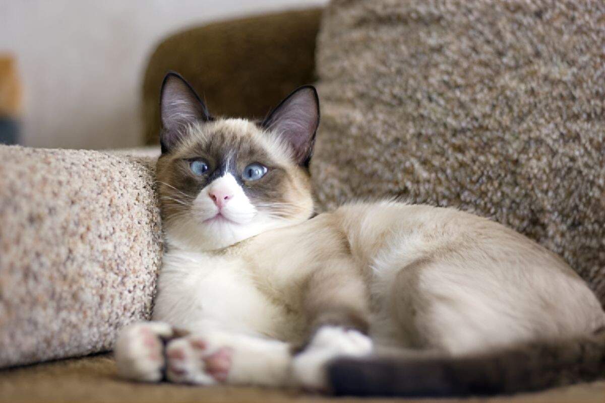 Косоглазие у кошек