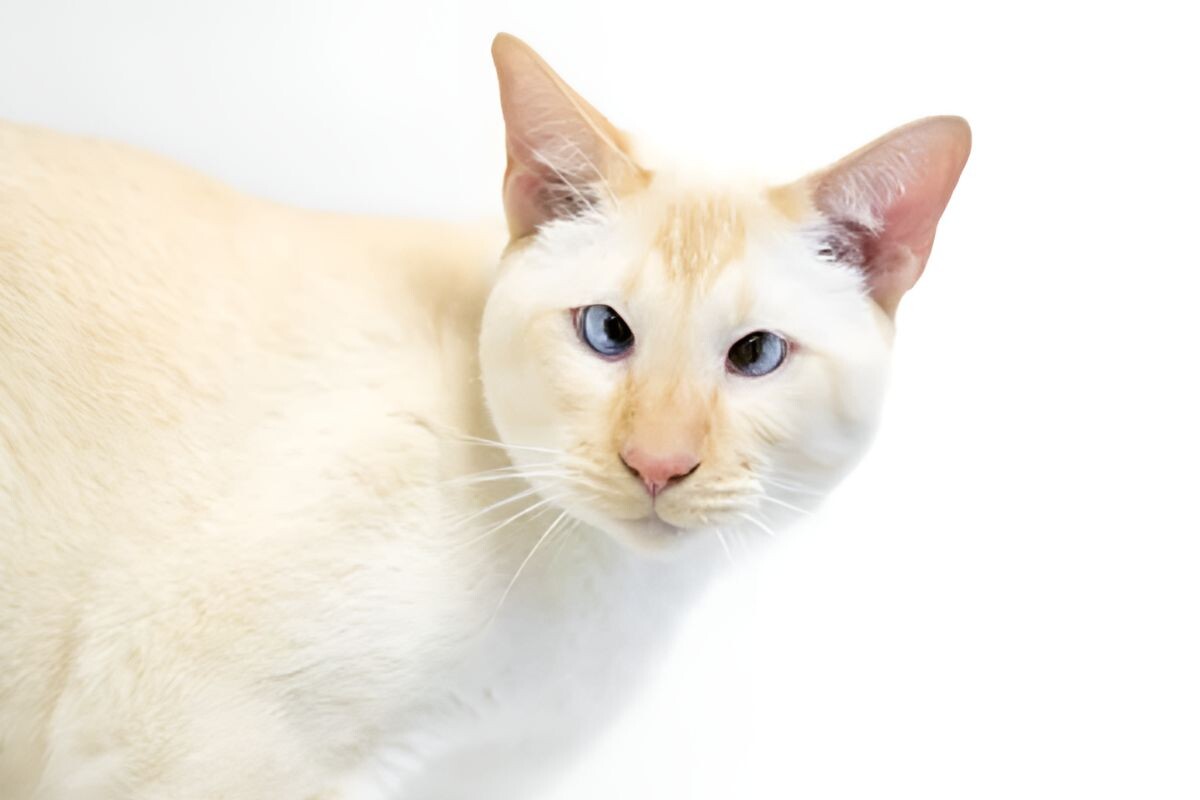 Косоглазая кошка