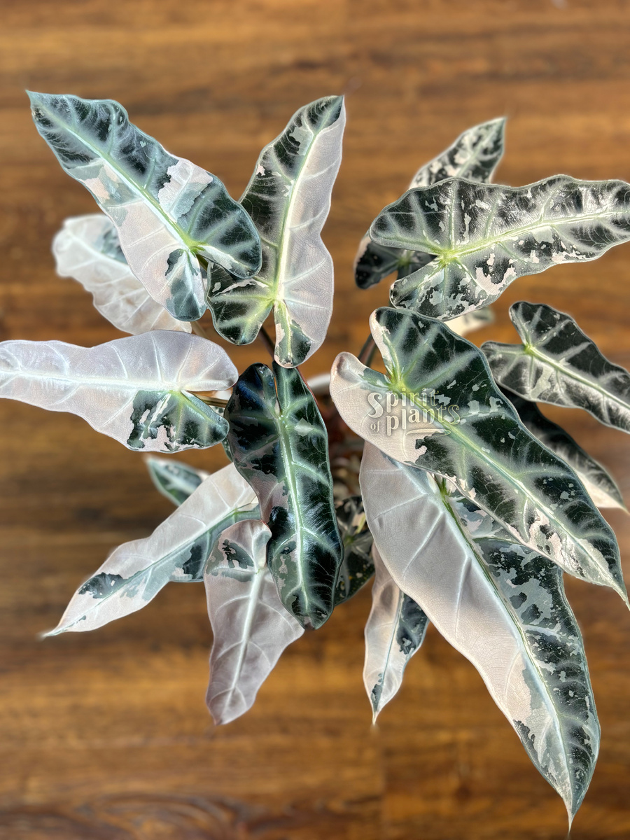 Алоказия Бамбино Пинк вариегатная (фото автора)