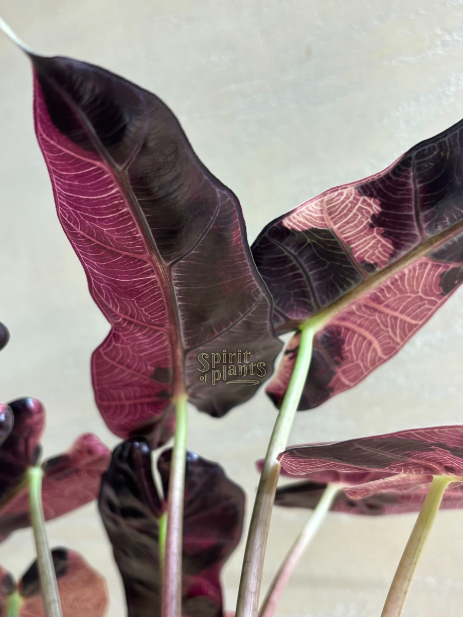 Алоказия Бамбино Пинк, нижняя сторона листьев (фото автора)