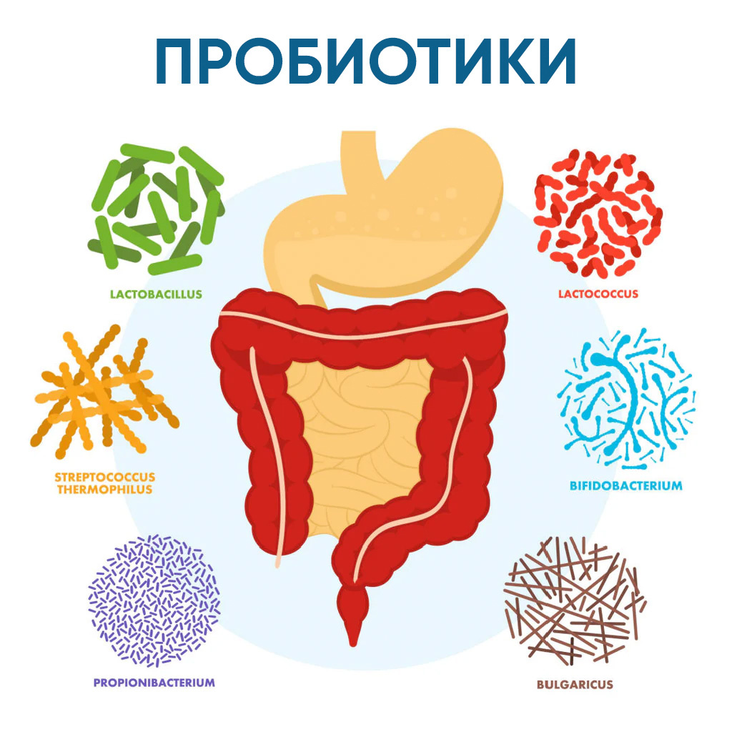 Виды пробиотиков