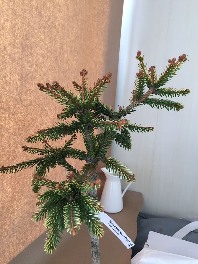 Picea abies Gold Drift 2018