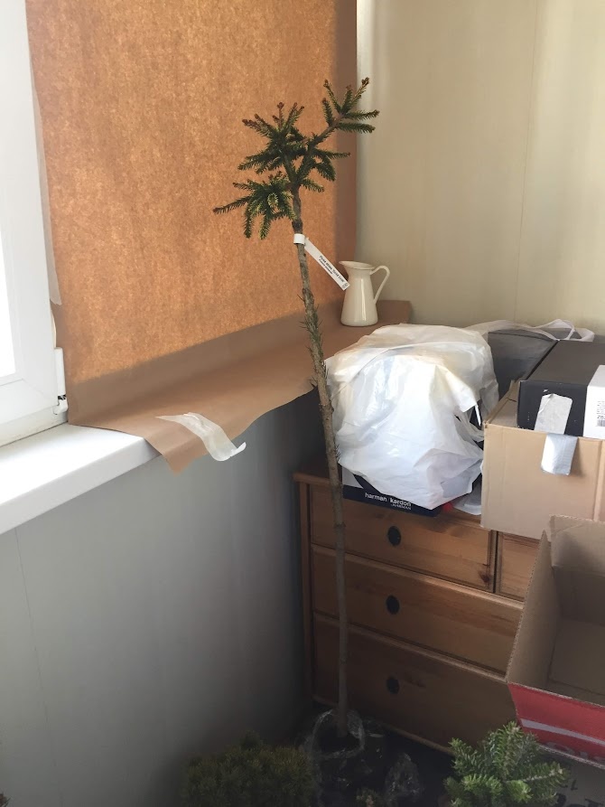 Picea abies Gold Drift 2018