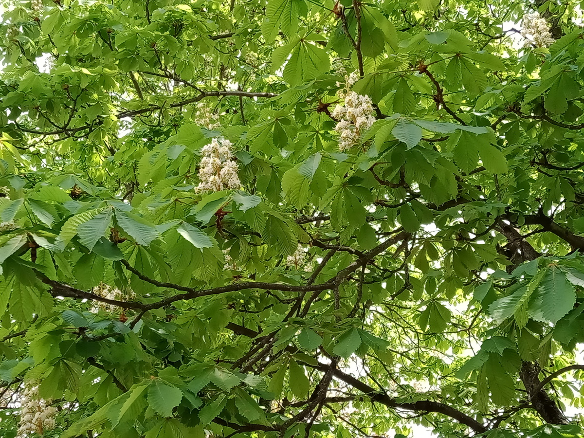 Цветение каштана