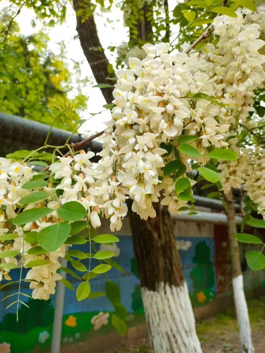 Цветущее дерево белой акации