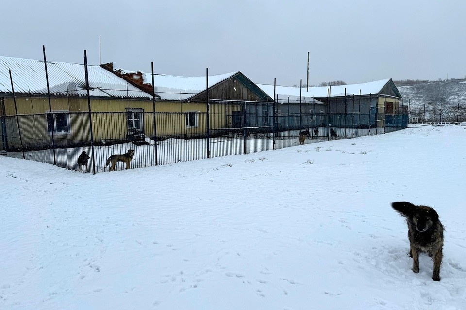    В приюте сейчас живут порядка 200 собак.