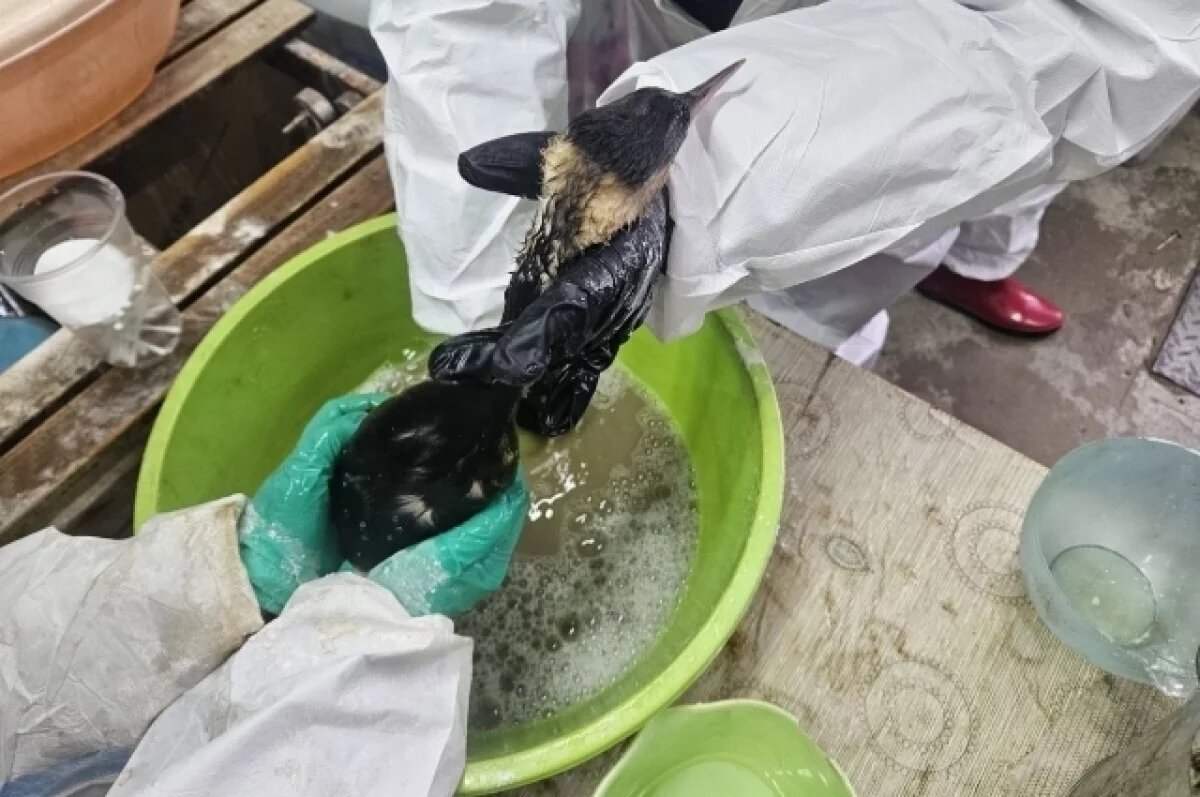    Сотрудники «Сафари-парка» показали, как восстанавливаются птицы из Анапы