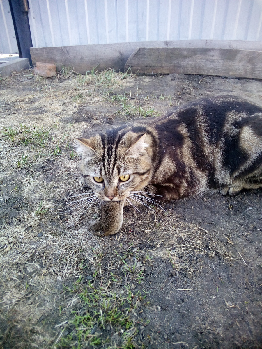 иллюстрация из сети интернет