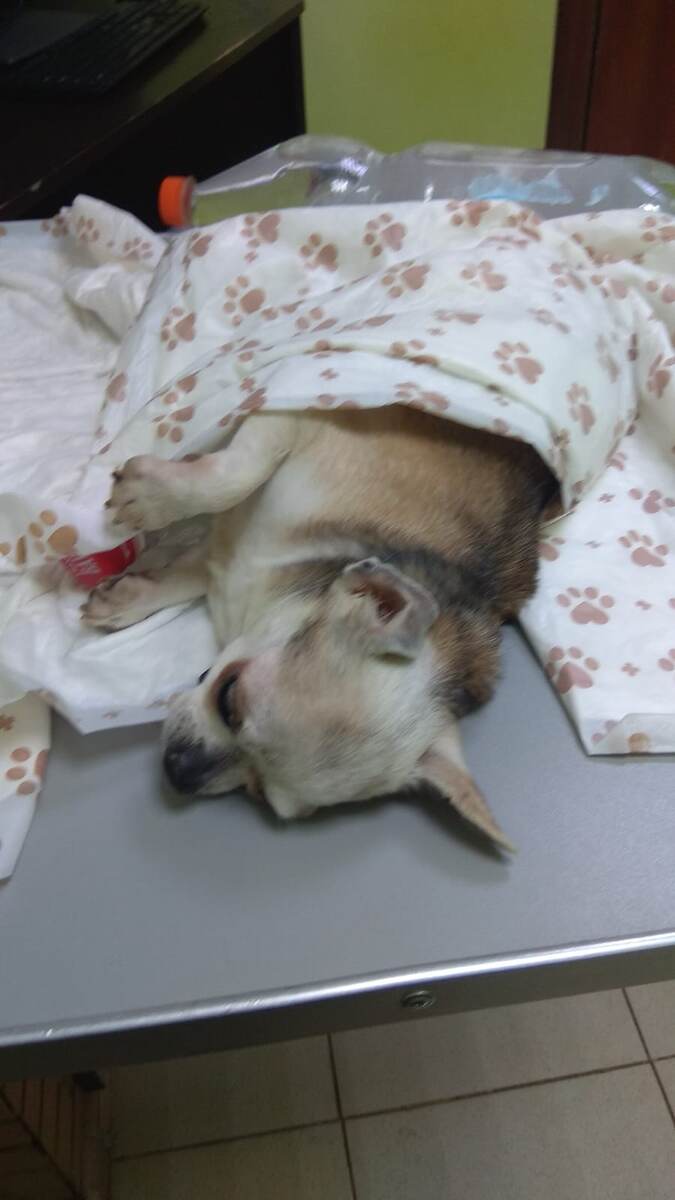 Арчи в клинике.   