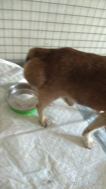 Вот с такой опухолью нашли Арчи.