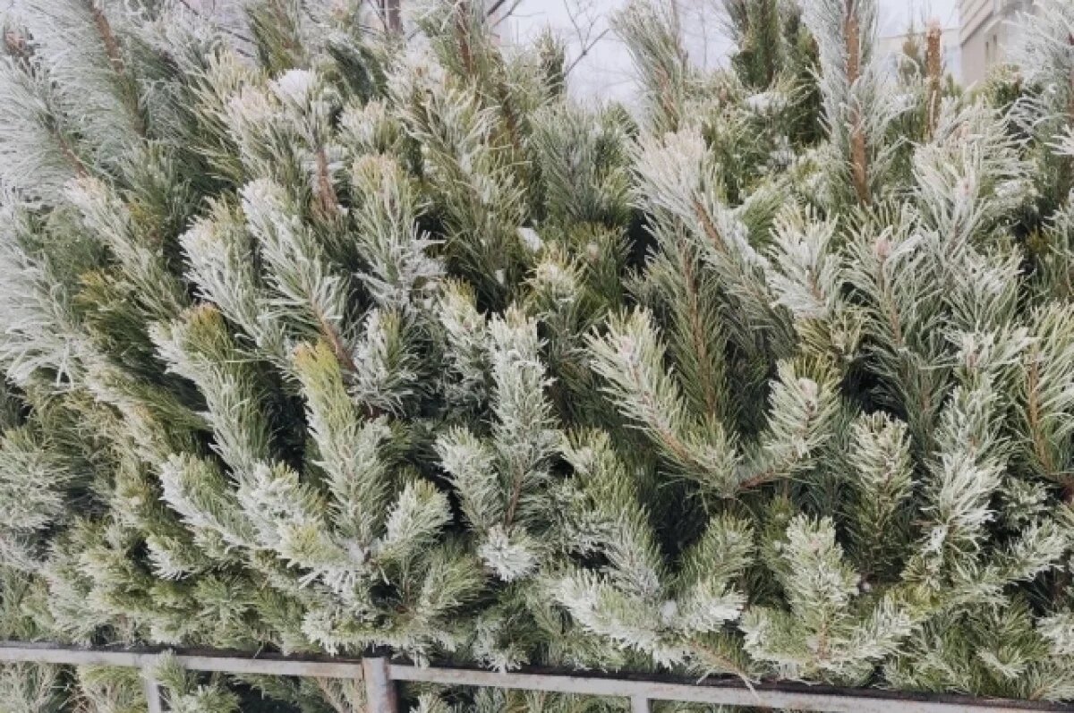    Белгородцы могут проголосовать за новогоднюю ель в финале «Ёлок России»