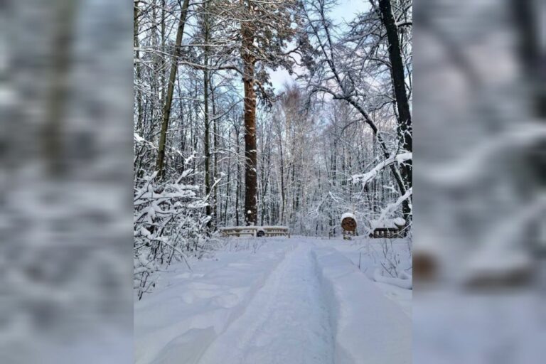    В новогодние праздники Бузулукский бор посетили 2 тысячи туристов Кристина Просвиркина