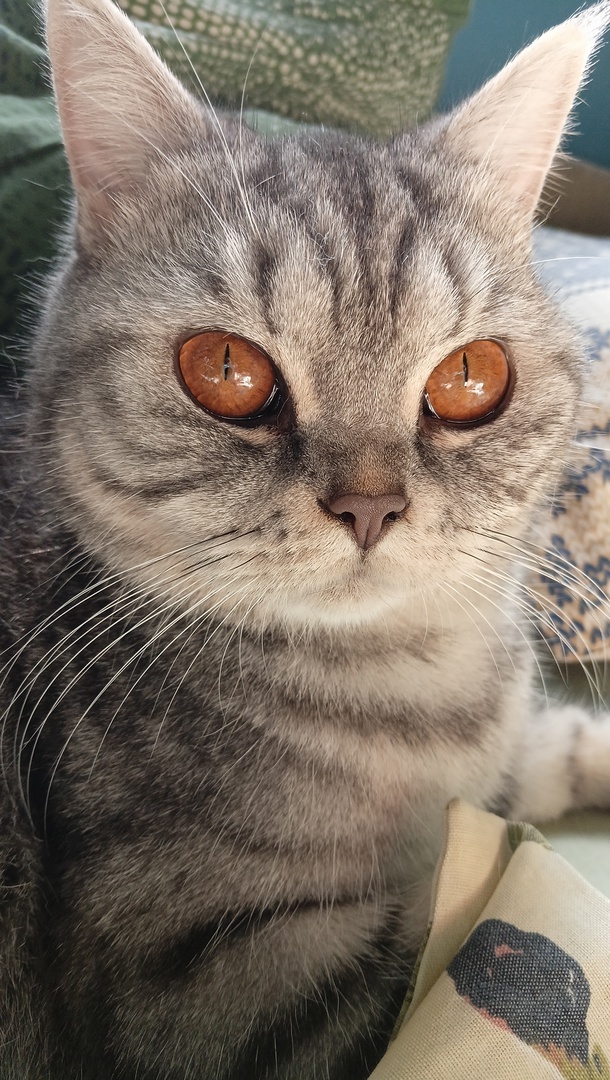 Узнаёте Батаню в этом милом исчадии ада?