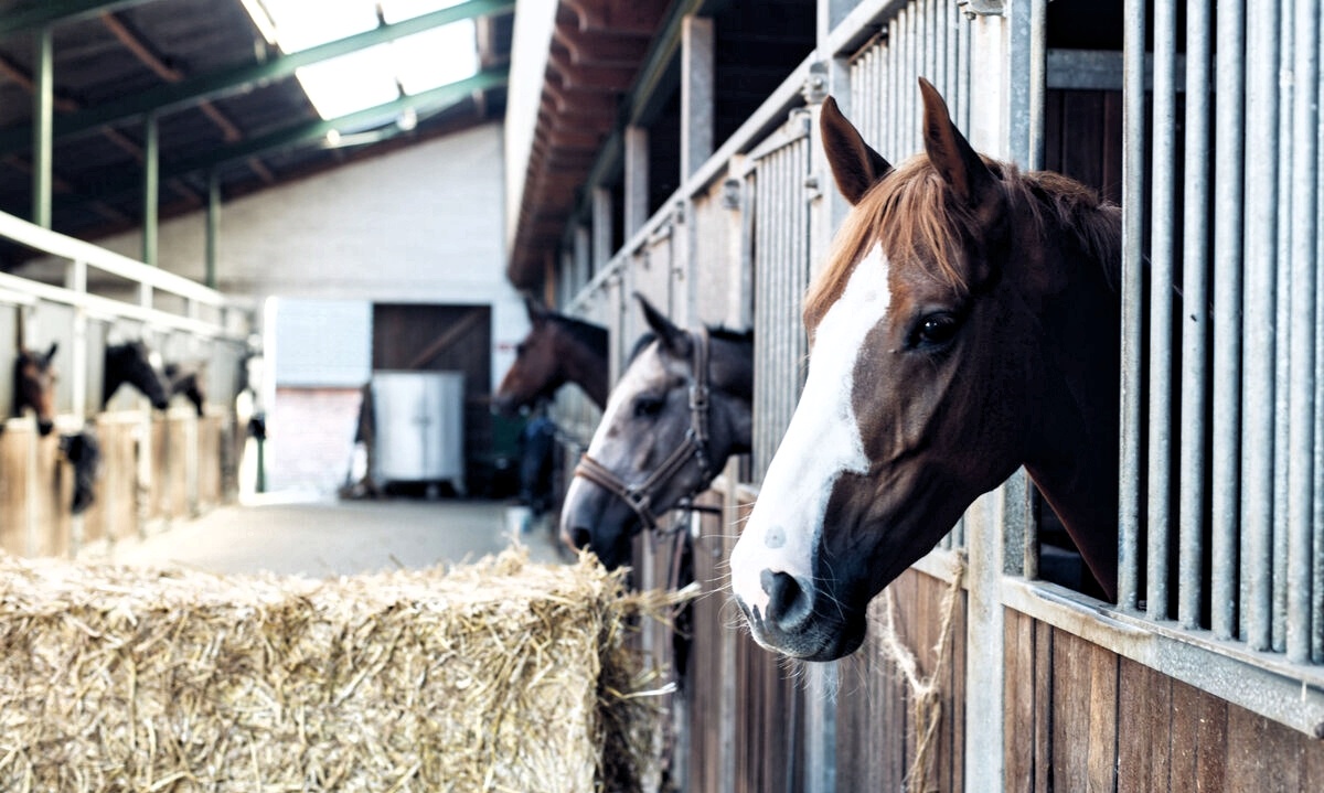 Лошади в ожидании своего благодетеля... Фото из открытых источников.