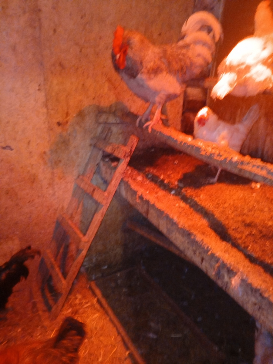 Вот этот петух своих кур не дал в обиду