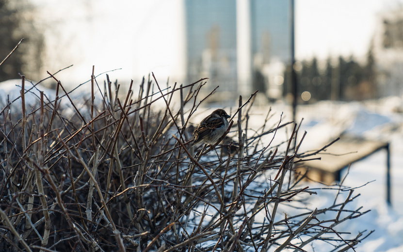    Погода в Ижевске на день: 11 января потеплеет до +2°С