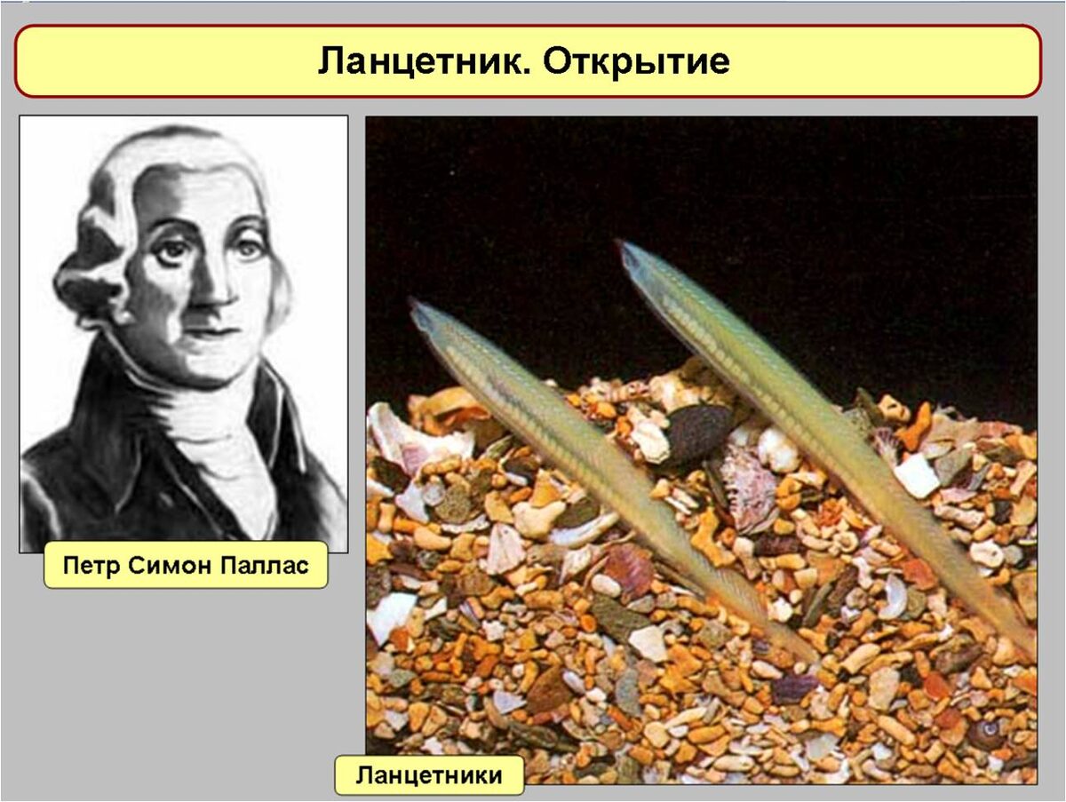 Кадр из презентации