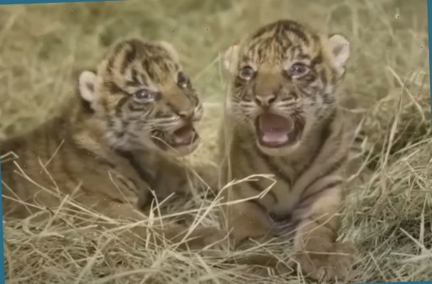 Мама ничего вкусненького не купила!