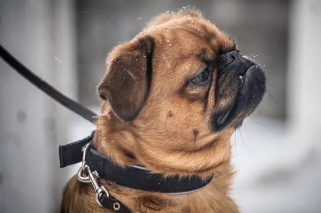    За что и на сколько могут оштрафовать владельцев домашних животных?