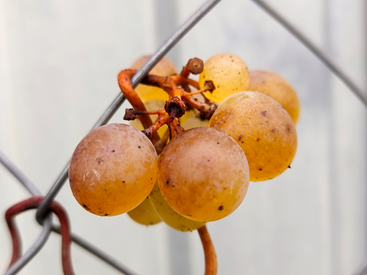 Ягоды Белого пламени на 04.11.2023 Куст растёт возле забора 