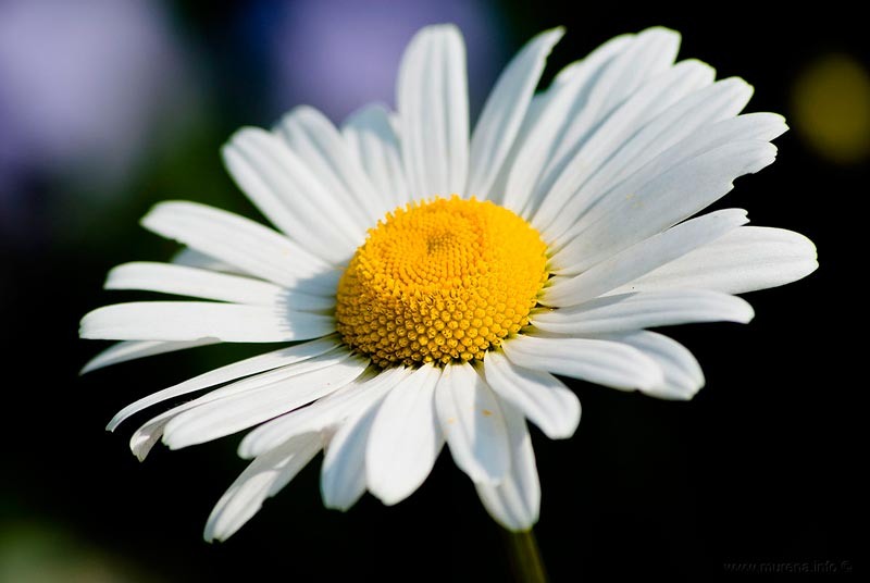 Погадаем на ромашке? :)