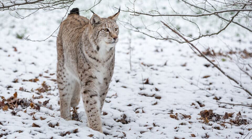   The Wasp Factory / Flickr / CC BY-NC-SA 2.0