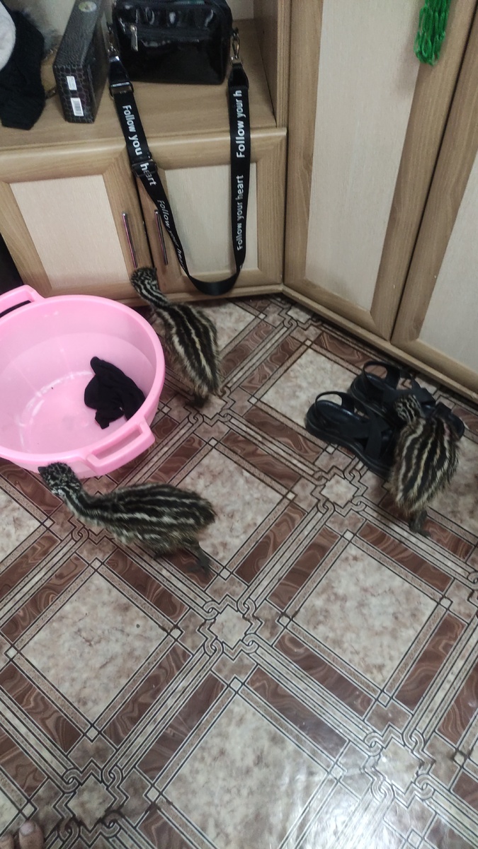 Страусы довольно давнишние твари. Поэтому у них в слюне выработался свой довольно мощьный антисептик, антибиотик, с мощным эфектом. Что бы не в пустую говорить. Я пример. Когда они были ещё подростки, я от них не отходил. Лето жара кайф. Сидел с ними без майки. У меня была на локте огромная папилома, она же бородавка. А им же тварям лижбы что сожрать. Т. К. Я давно её собирался выжечь лазером в больнице. То отдал им на съедение. Сожрали за несколько секунд. Небыло не крови не боли. Думал вырастет обратно, но пока уже год как нет даже шрама. П. С. Мои любимые лекари. 