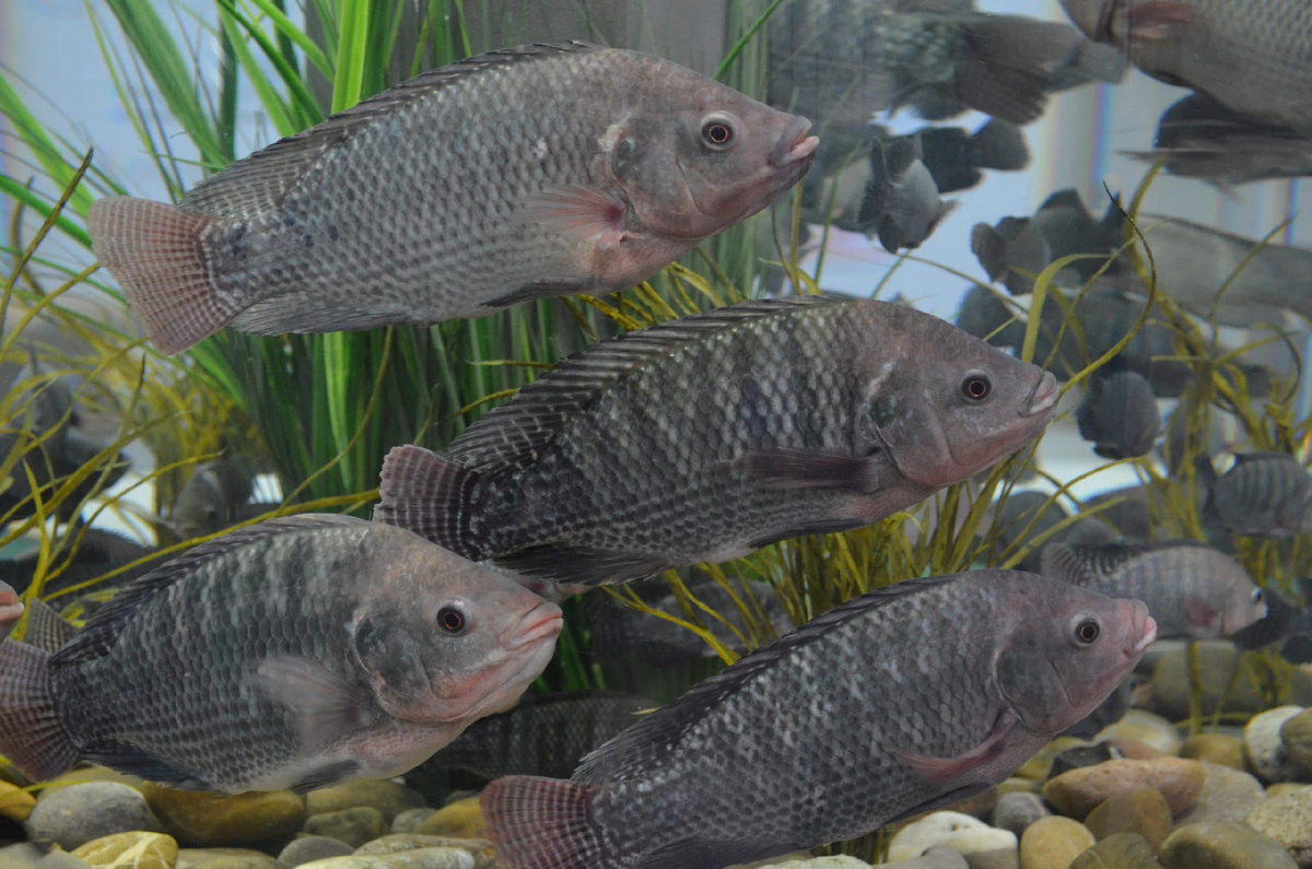 Нильская тилапия