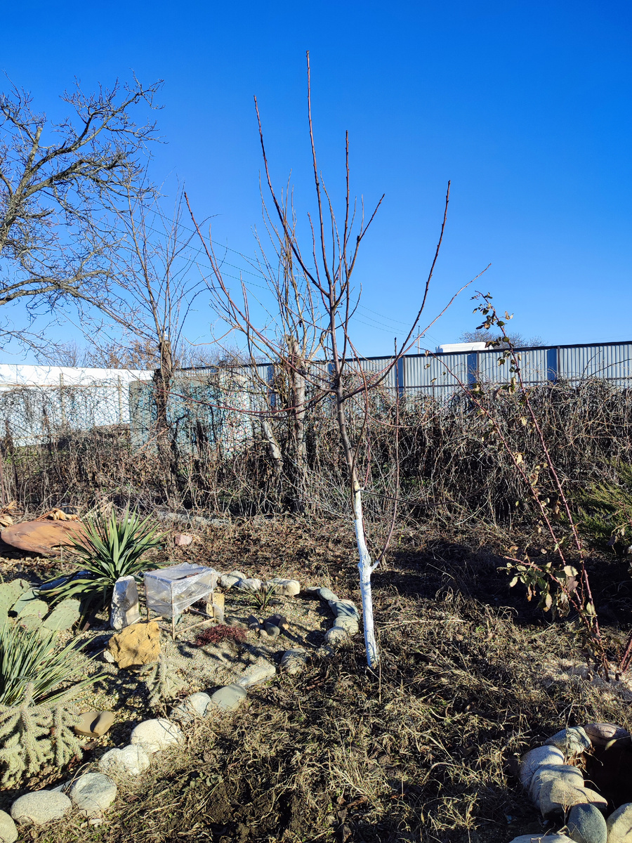 Априум посажен в 2022 году.