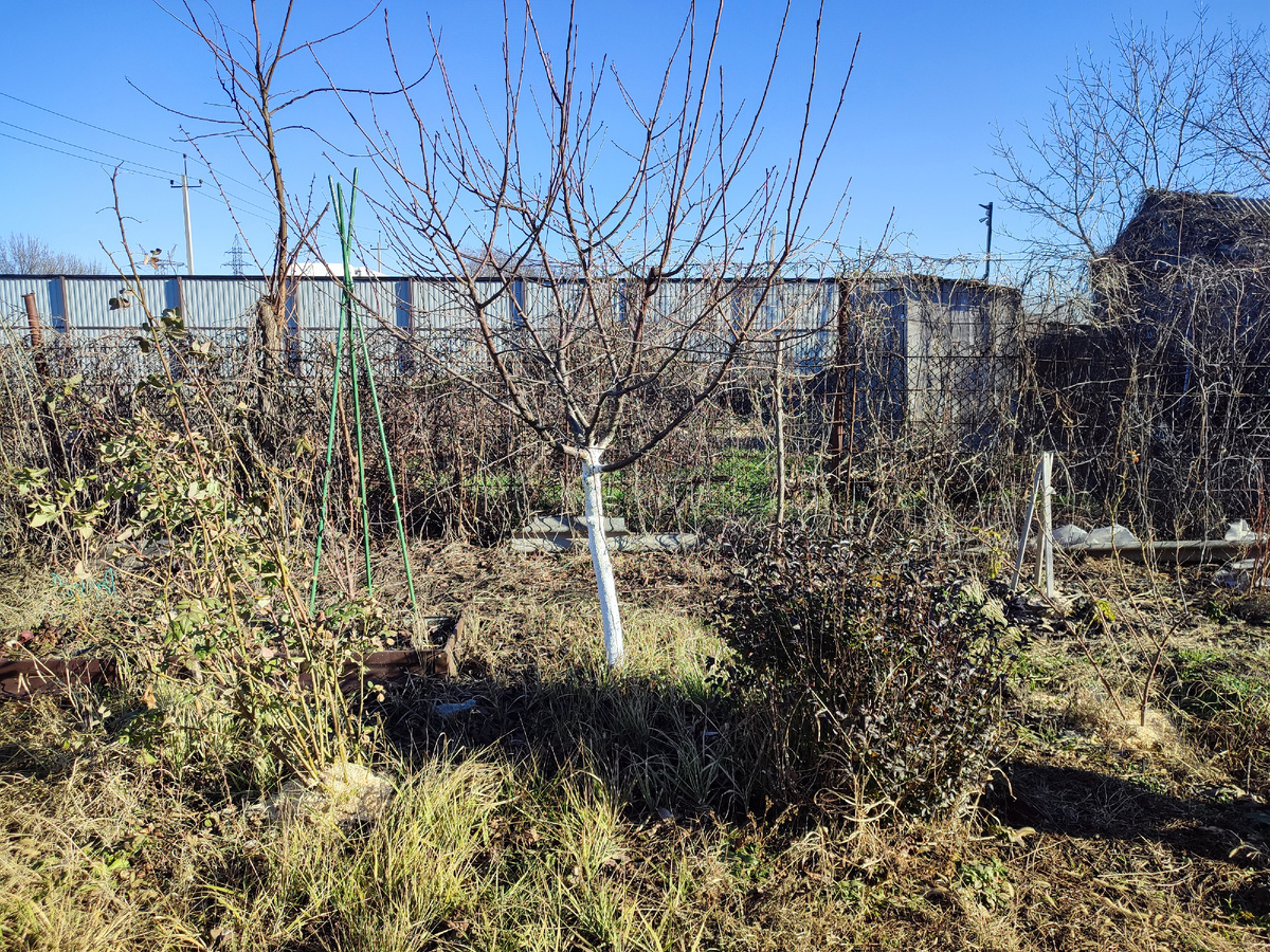 Чудо-вишня в высоту чуть выше 2м. Больше растёт вширь, чем в высь.