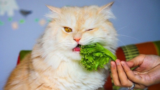    Почему кошки не могут быть вегетарианцами: что входит в базовый рацион питомца Роман Захаров