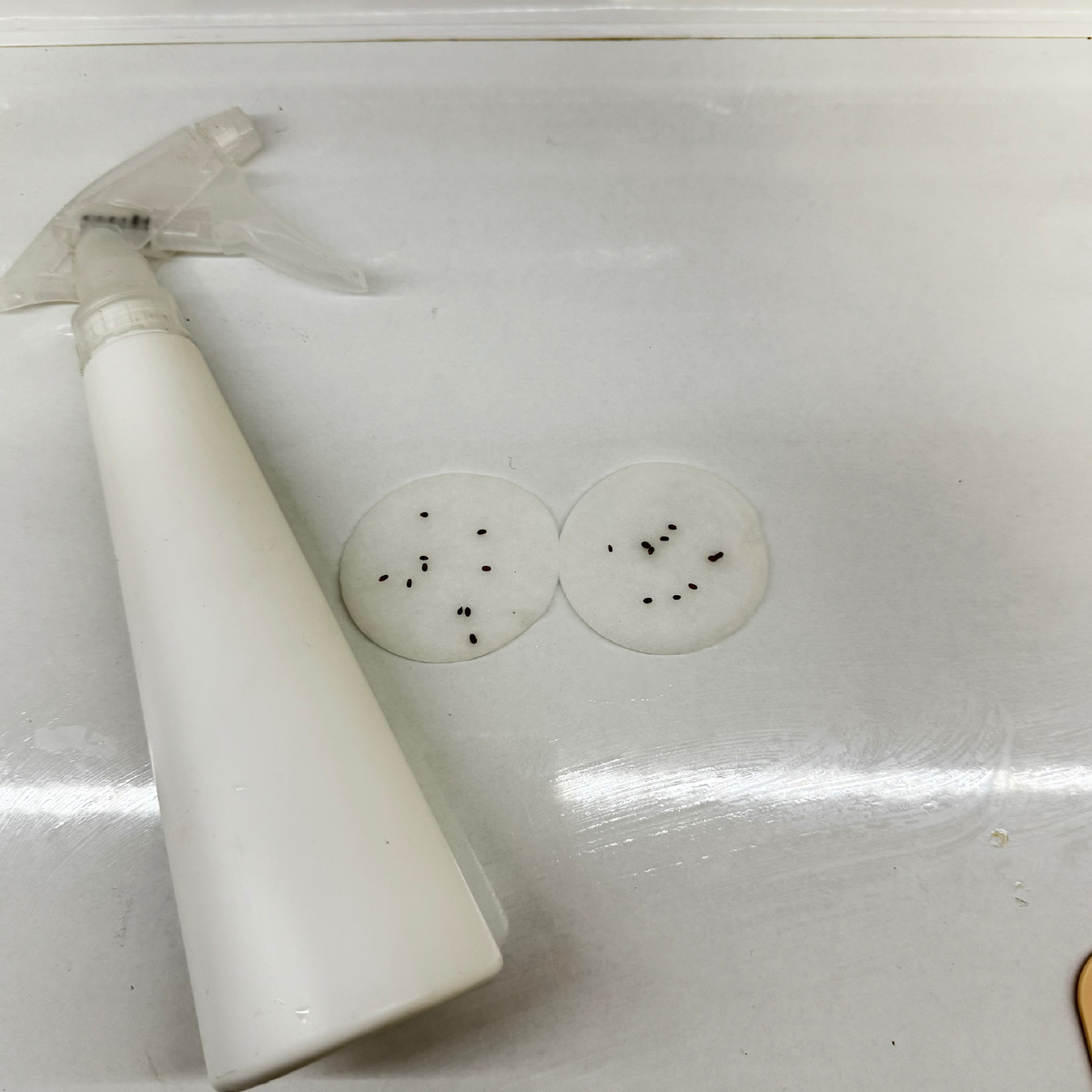 Личное фото . Обязательно ватные диски должны быть влажные 