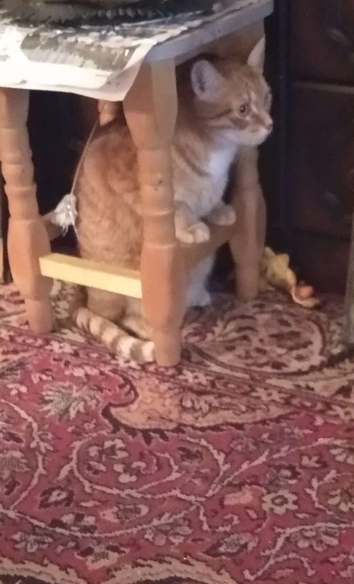 личное  фото