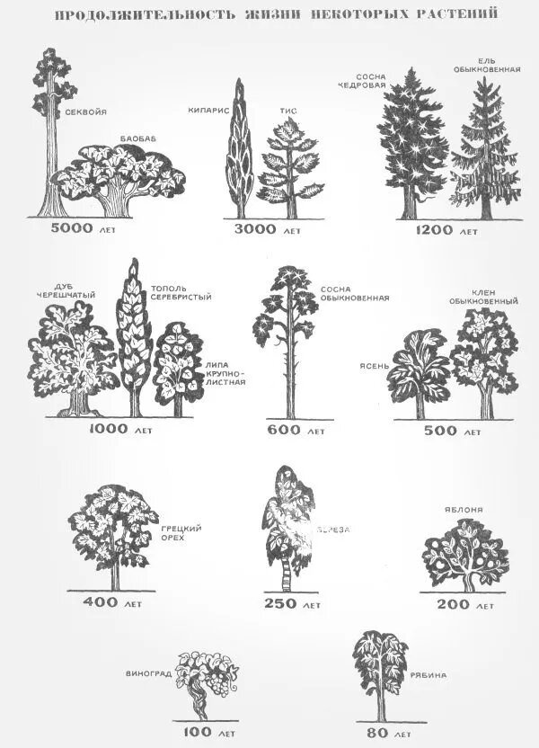 https://ferma.expert/rasteniya/derevya/skolko-zhivut-derevya/
