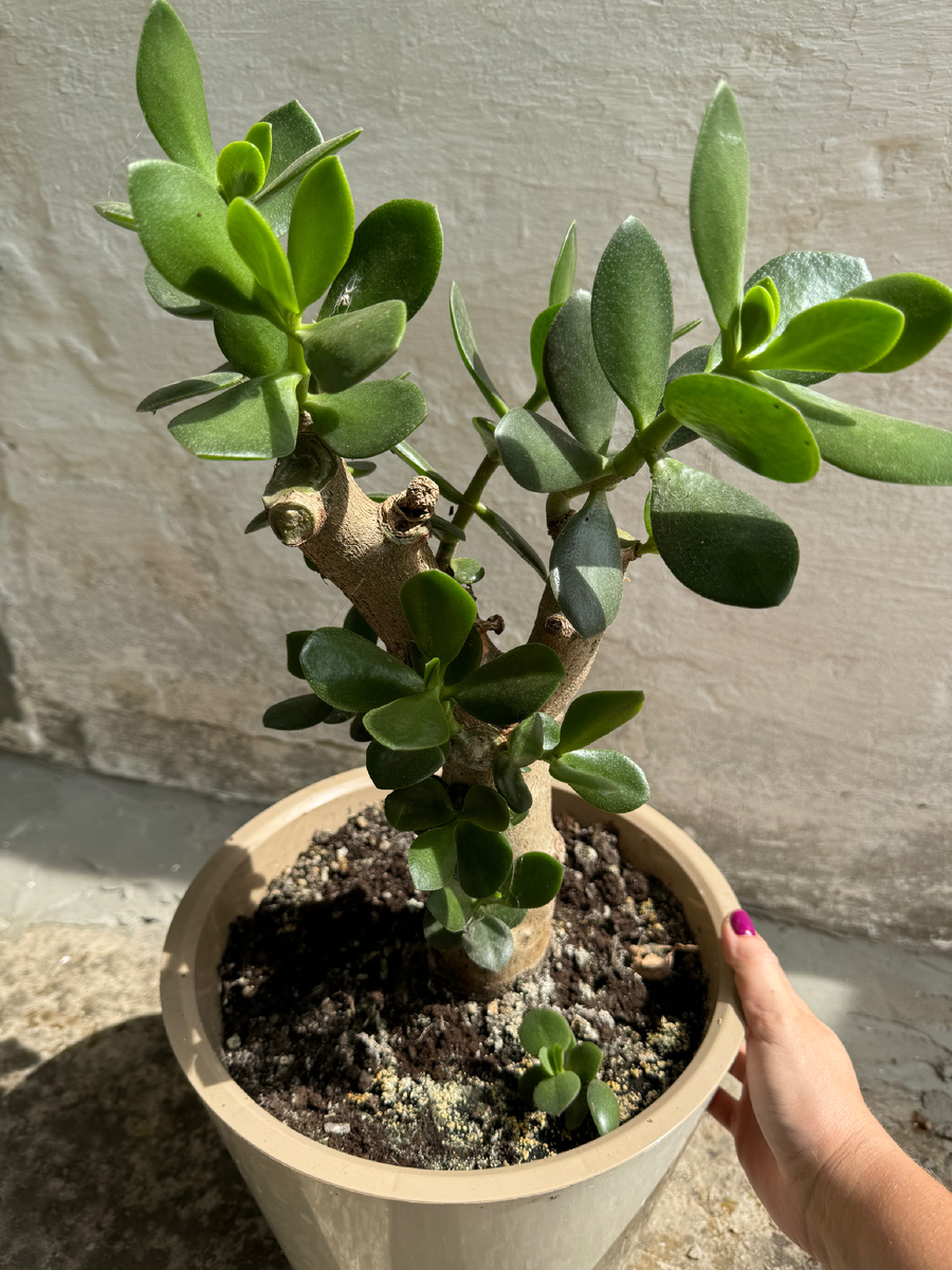 Личное фото .