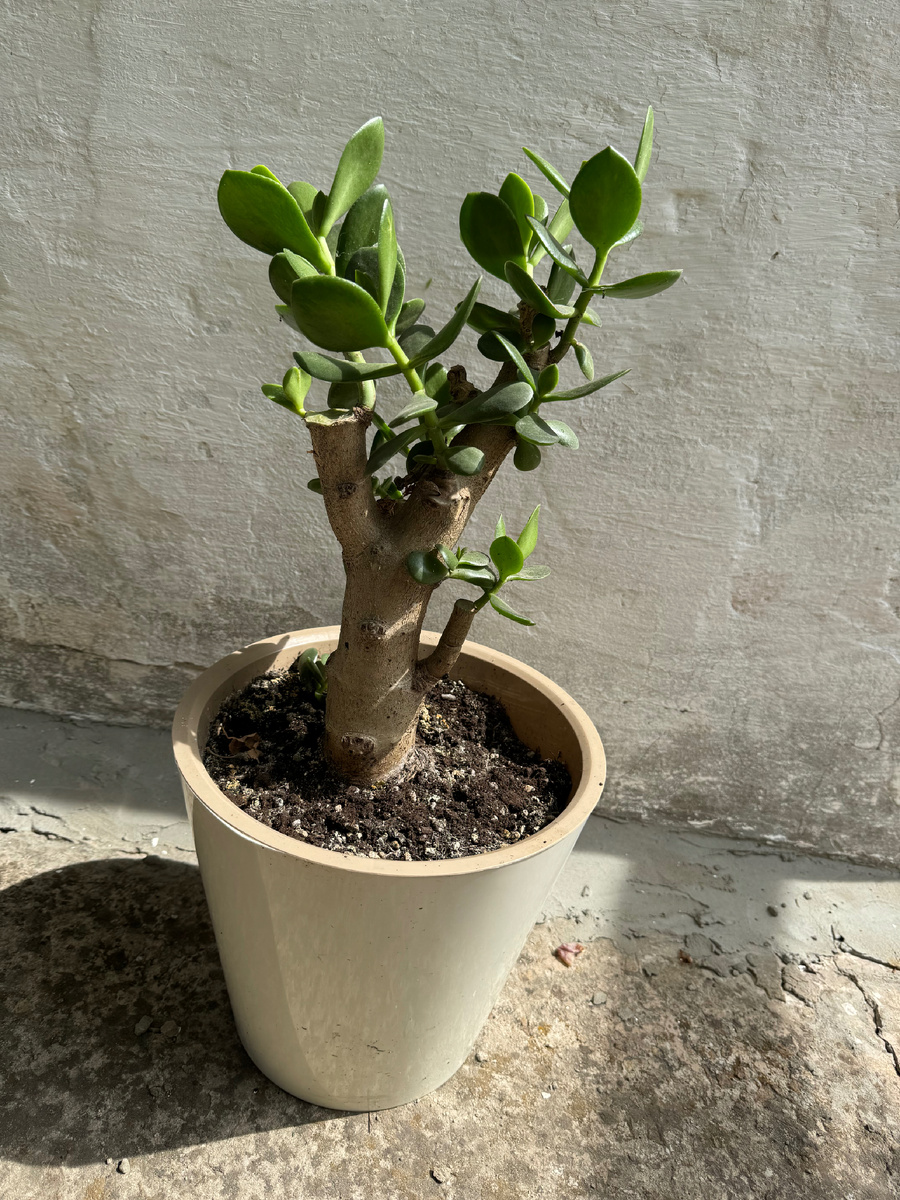 Личное фото 