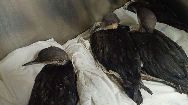    © РИА Новости Крым