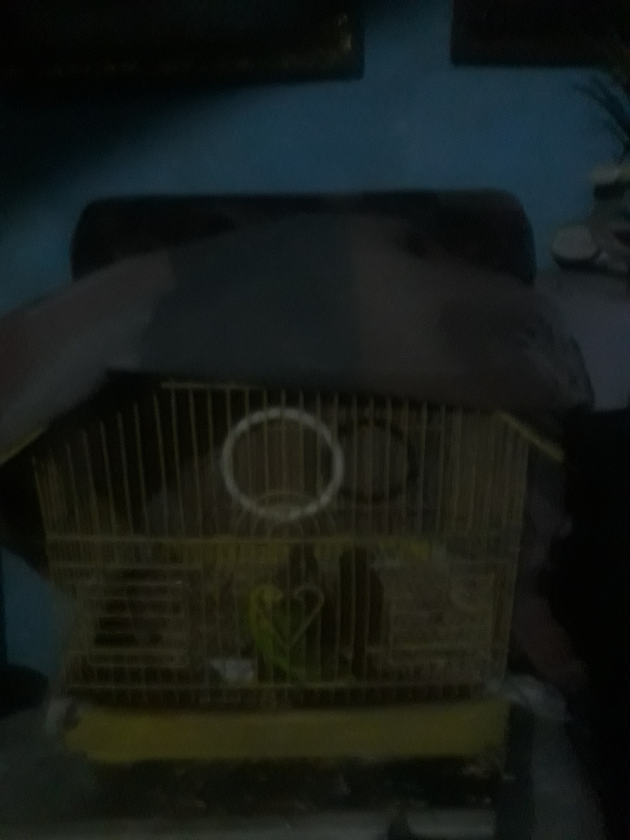 Сумеречная Доня! На ночь укрываю нашу птичку Галю.