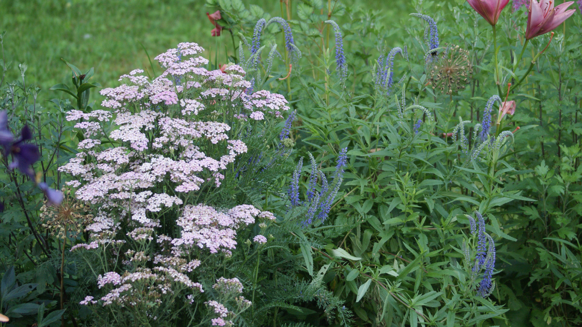 Ну, нет, Наташа, это беспорядок: там торчит, тут завяло!