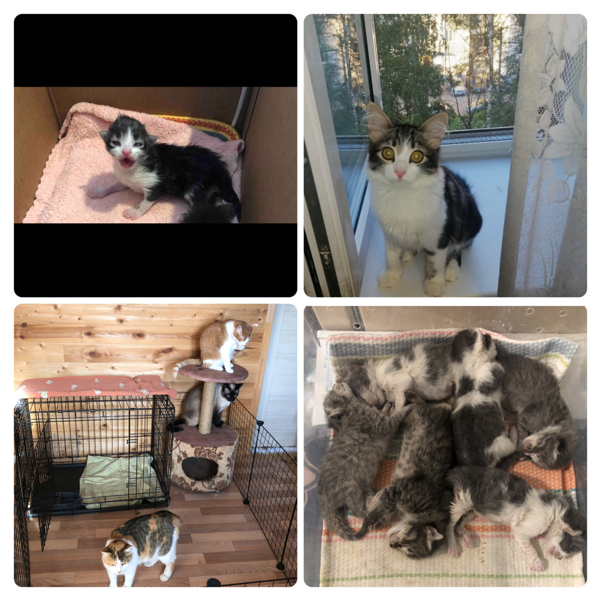 Это лишь малая часть, они все уже обрели свой дом 🏡 