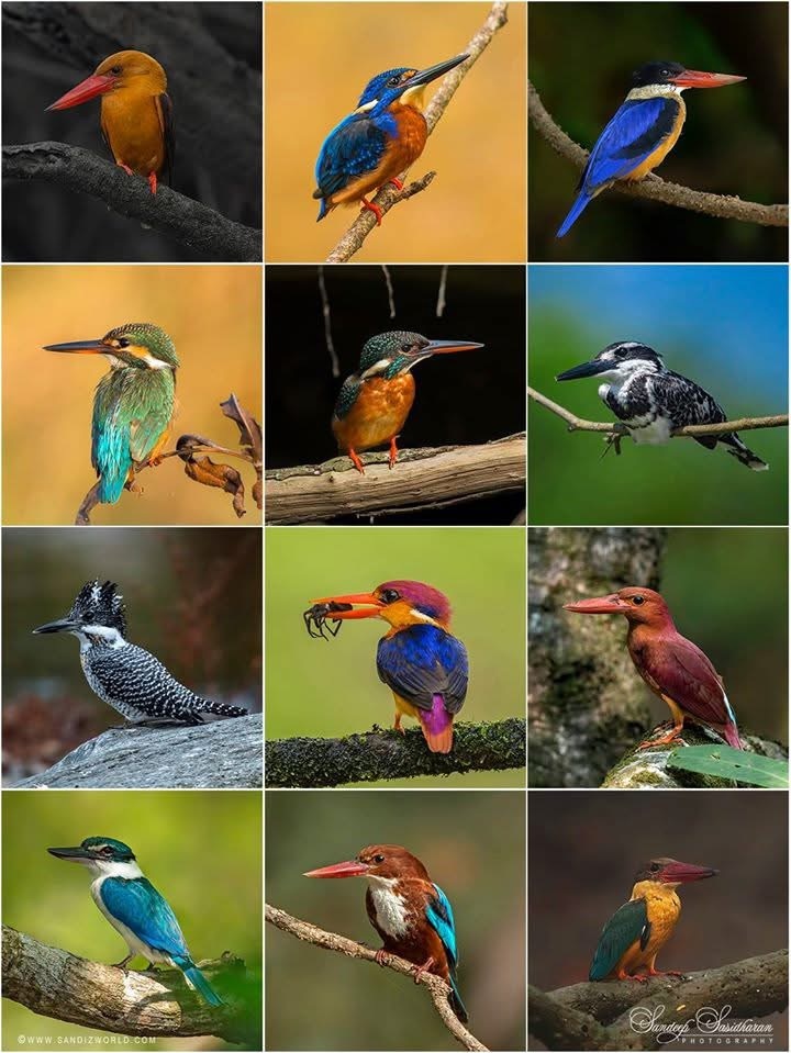 12 видов зимородков в Индии (все фото Sandeep Sasidharan).