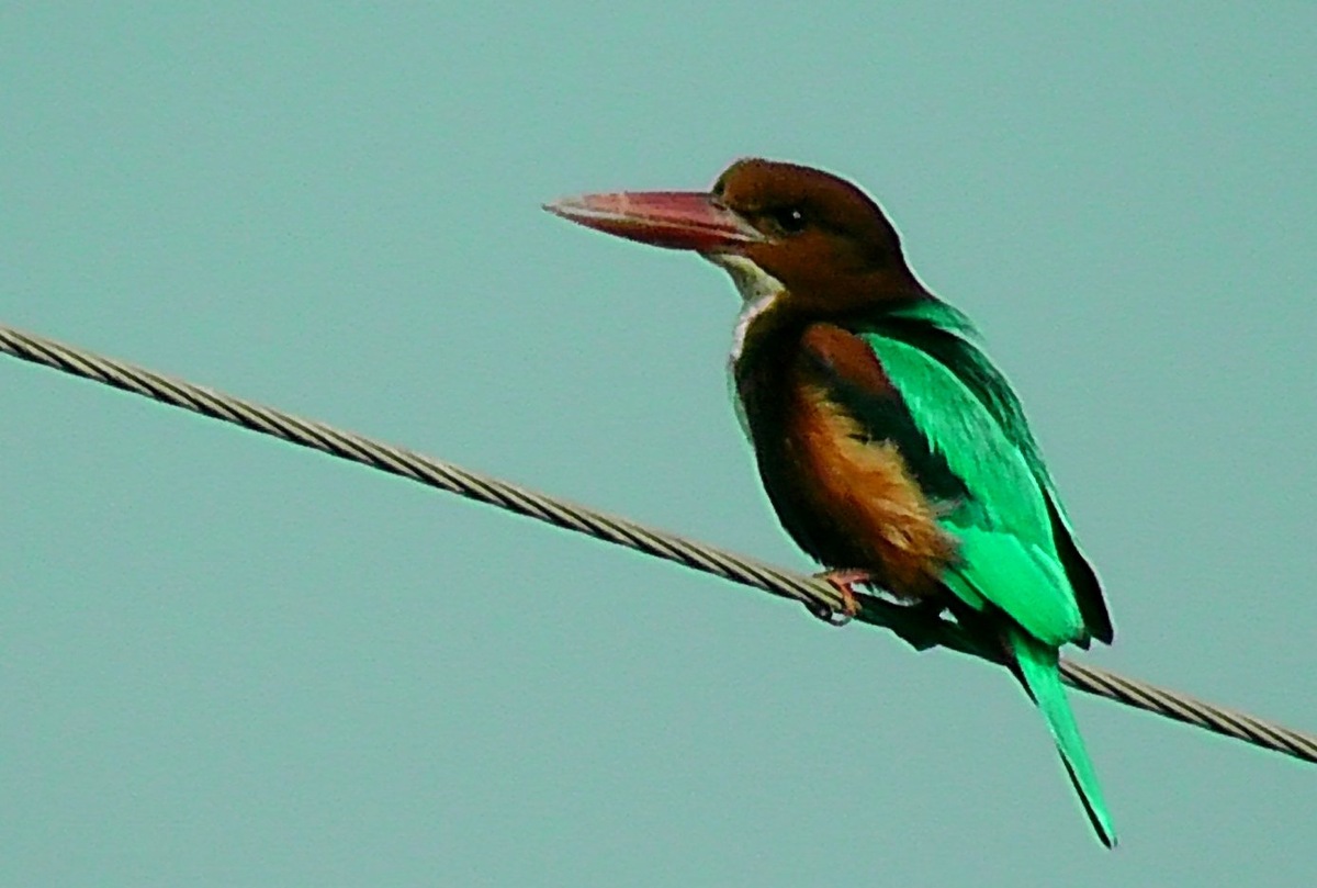 Пожалуй, лучшая из десятка моих фотографий белогрудого зимородка, но цветопередача искажена, крылья у него синего цвета, а не зеленого.