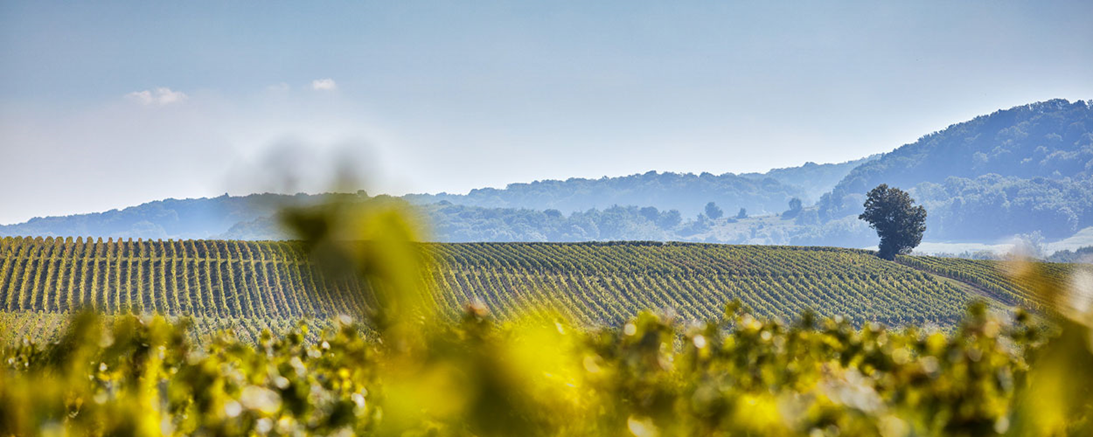 Виноградники Chardonnay в апелласьоне L'Etoile региона Жюра, Франция