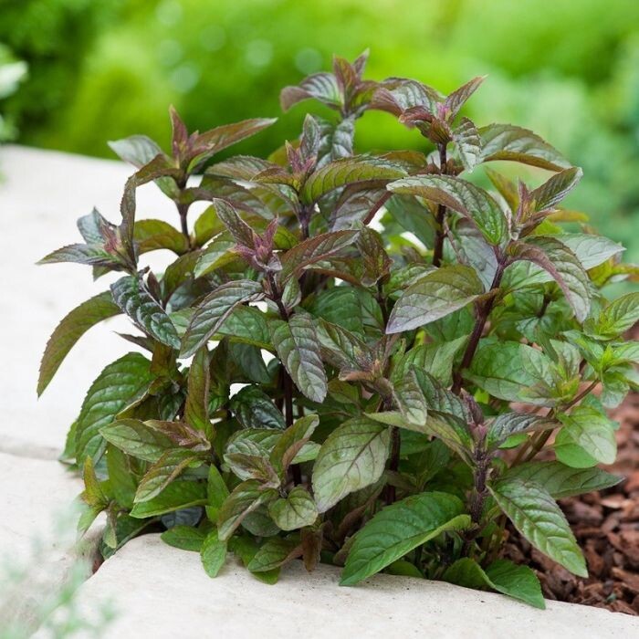 Один из сортов мяты, который я заказала. Мята шоколадная.