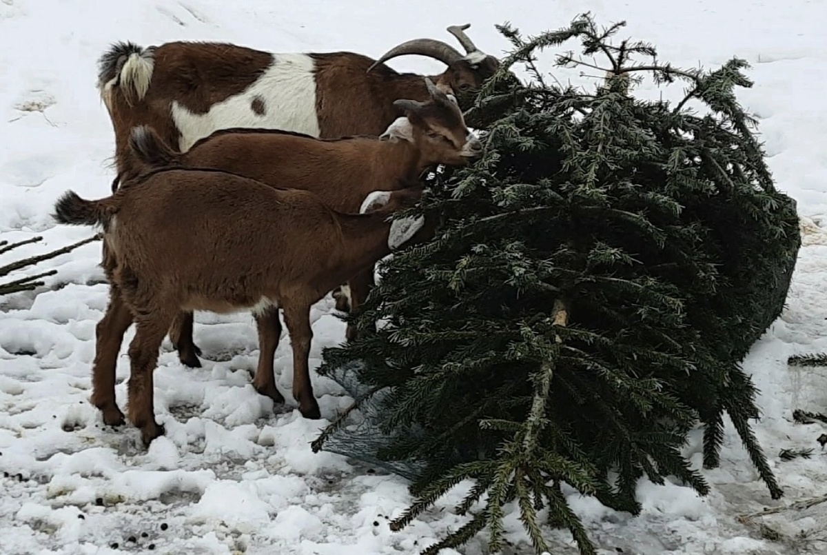    Фото: «РЕСАЙКЛ РЯЗАНЬ» на странице «ВКонтакте»