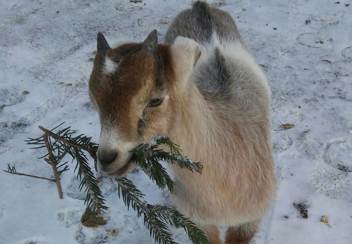    Фото: «РЕСАЙКЛ РЯЗАНЬ» на странице «ВКонтакте»