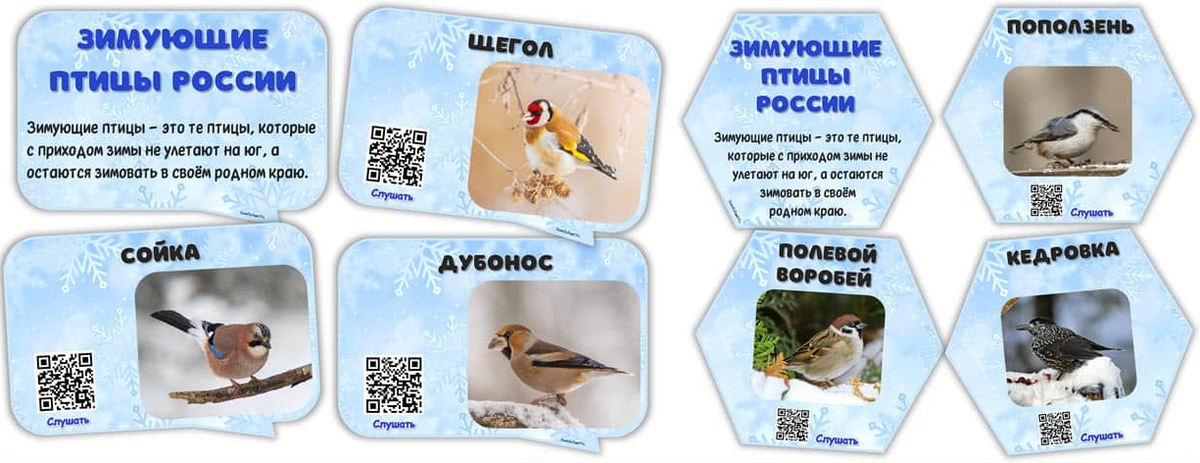 Зимующие птицы России со звуками голосов