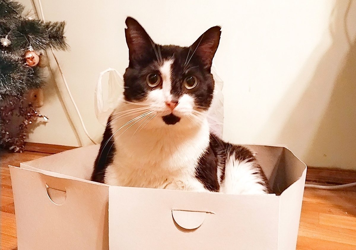 Гепральт в коробке (собрался куда-то ехать, наверное)